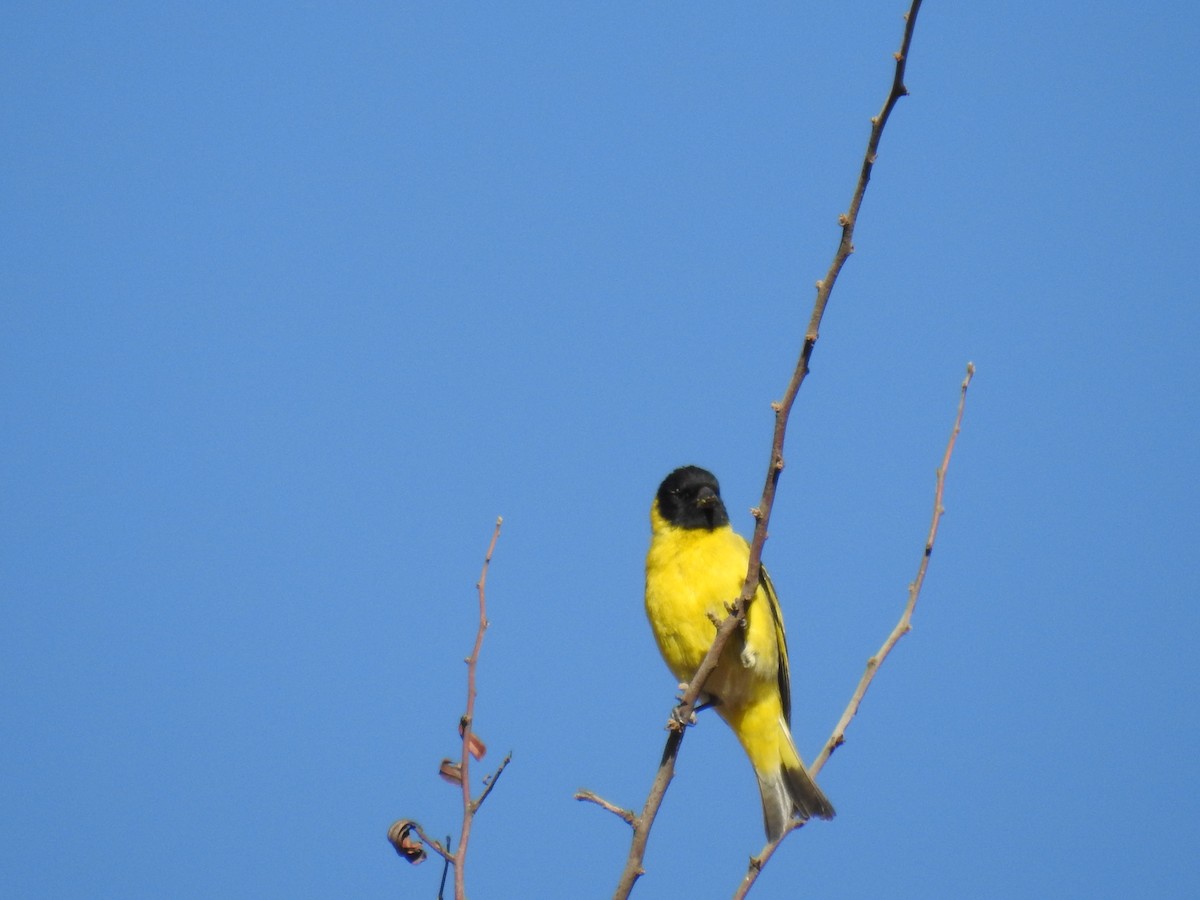 Hooded Siskin - ML645919416