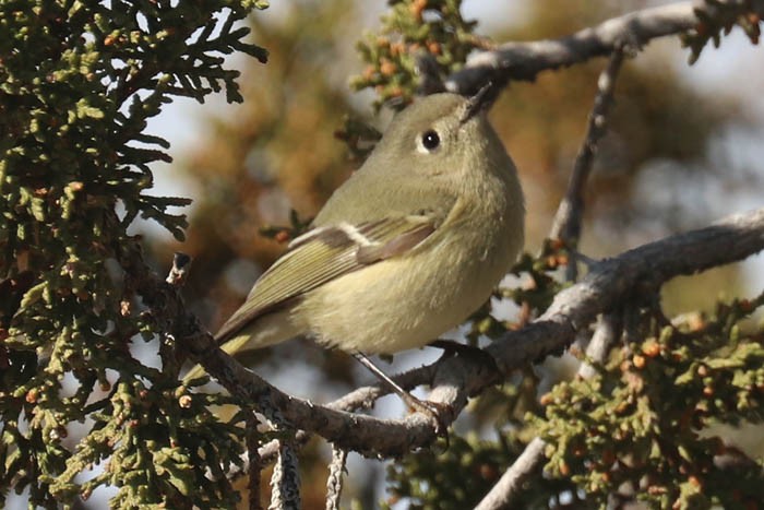 Ruby-crowned Kinglet - ML645919418