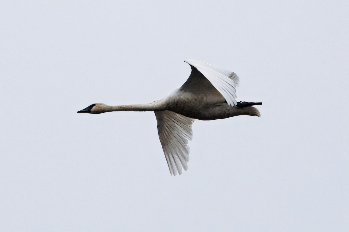 Trumpeter Swan - ML645919420