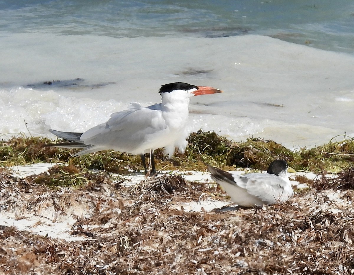 Caspian Tern - ML645919423