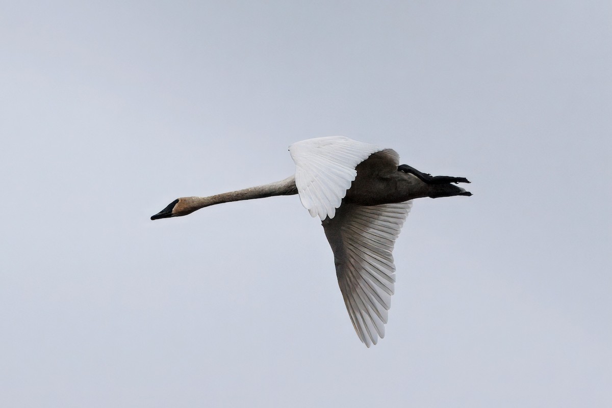 Trumpeter Swan - ML645919426