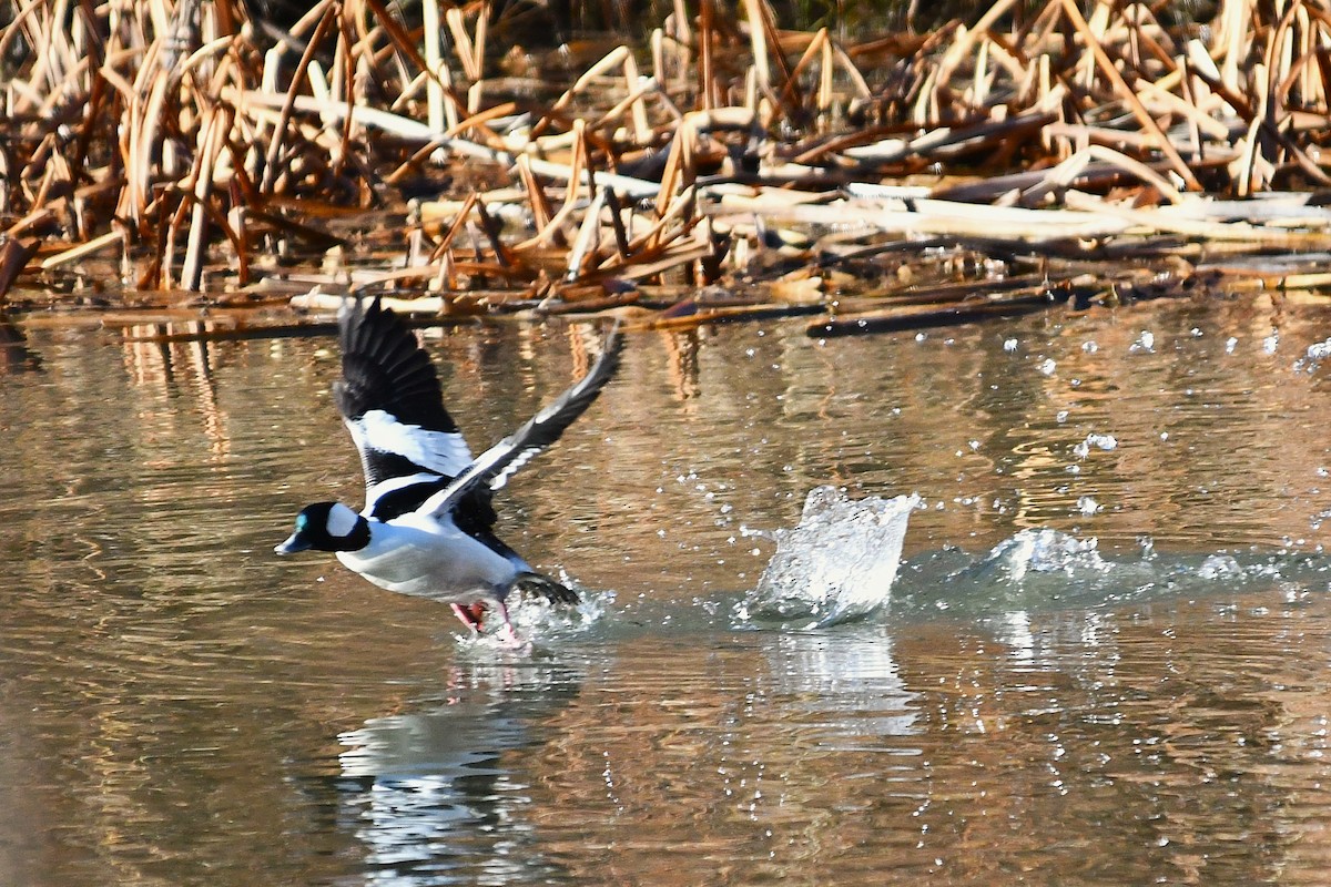 Bufflehead - ML645919427