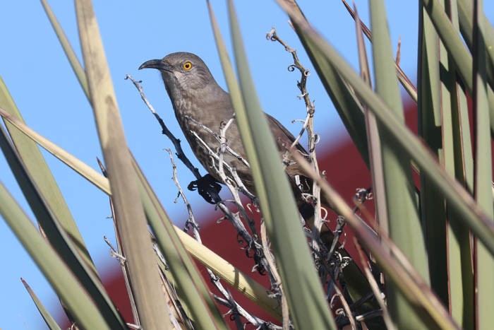 Curve-billed Thrasher - ML645919430