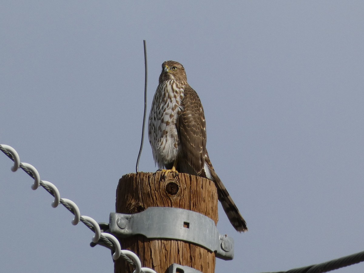 Cooper's Hawk - ML645919434