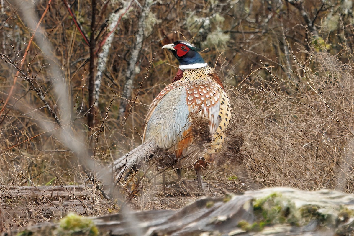 Ring-necked Pheasant - ML645919449