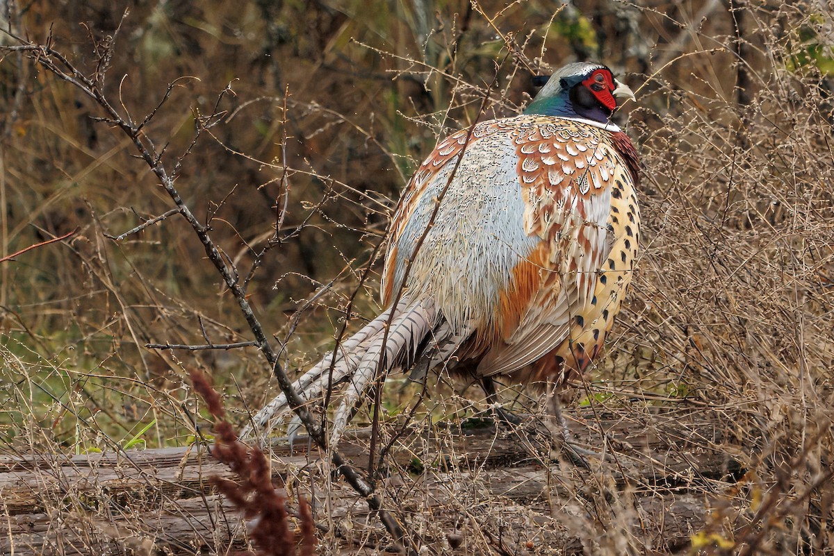 Ring-necked Pheasant - ML645919450