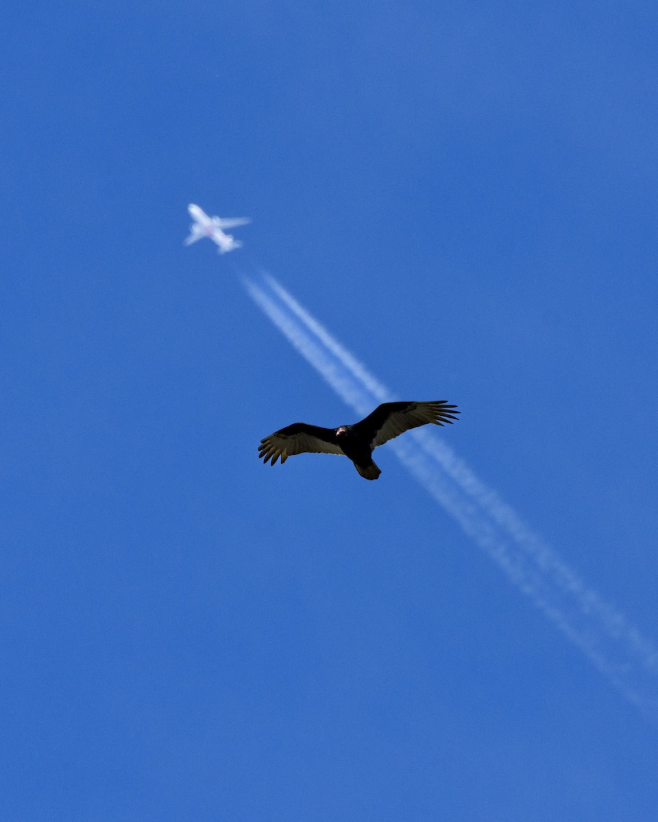 Turkey Vulture - ML645919451