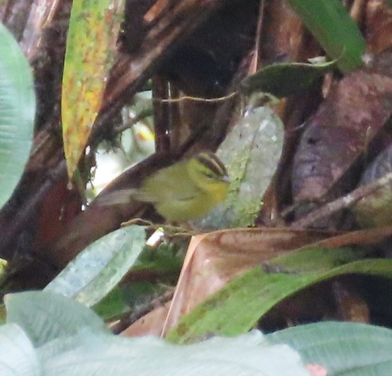 Choco Warbler - ML645919452