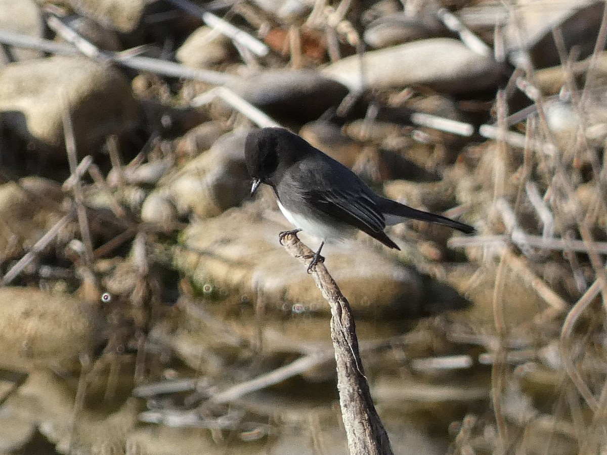 Black Phoebe - ML645919453