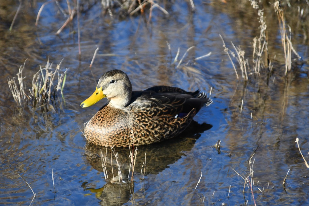 Mallard/Mexican Duck - ML645919454