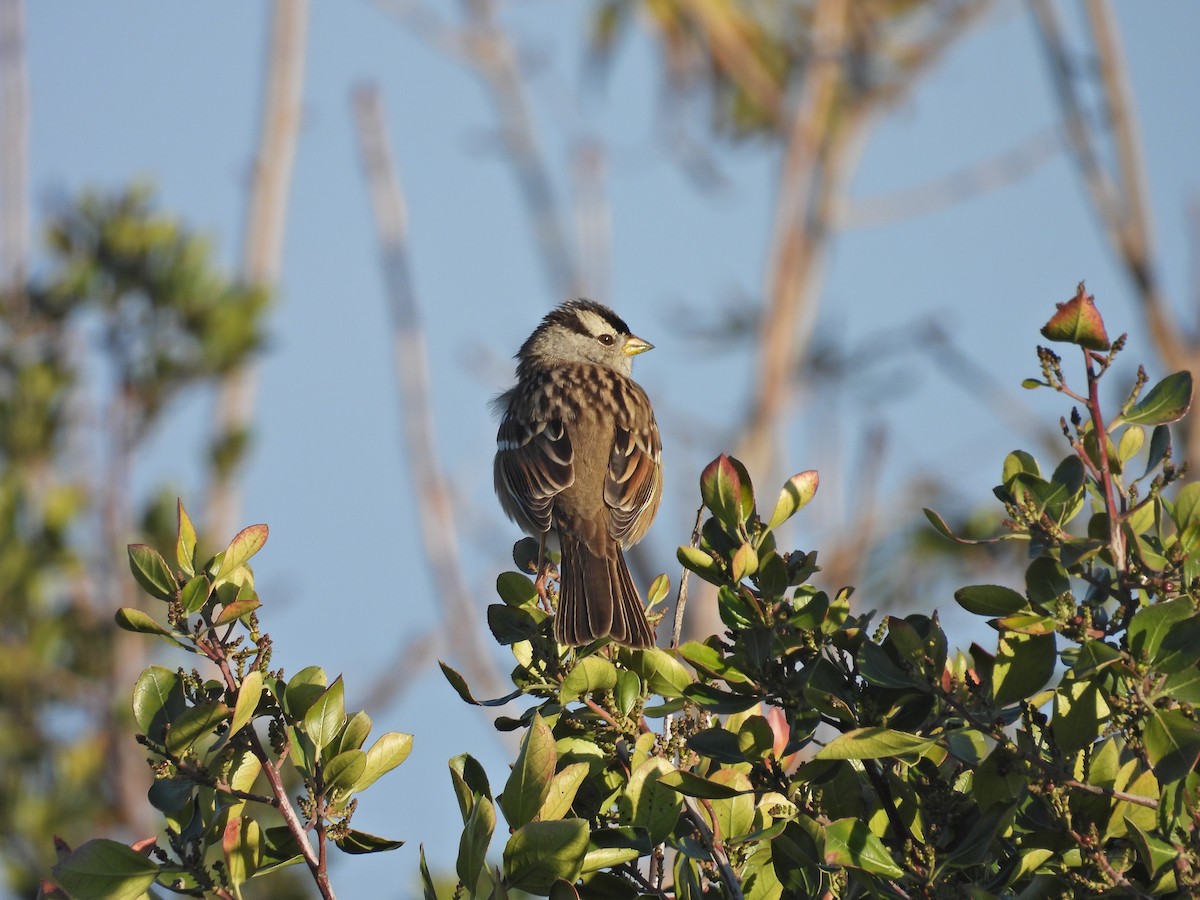 Белобровая овсянка - ML645919455