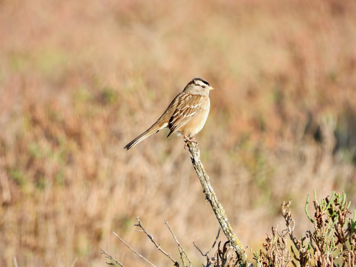 Белобровая овсянка - ML645919456