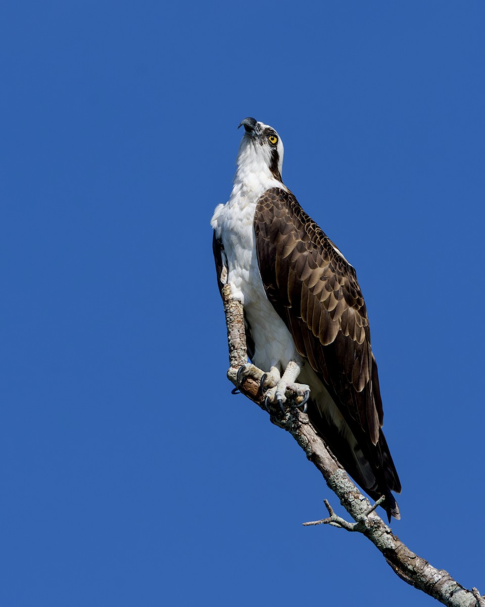 Osprey - ML645919457