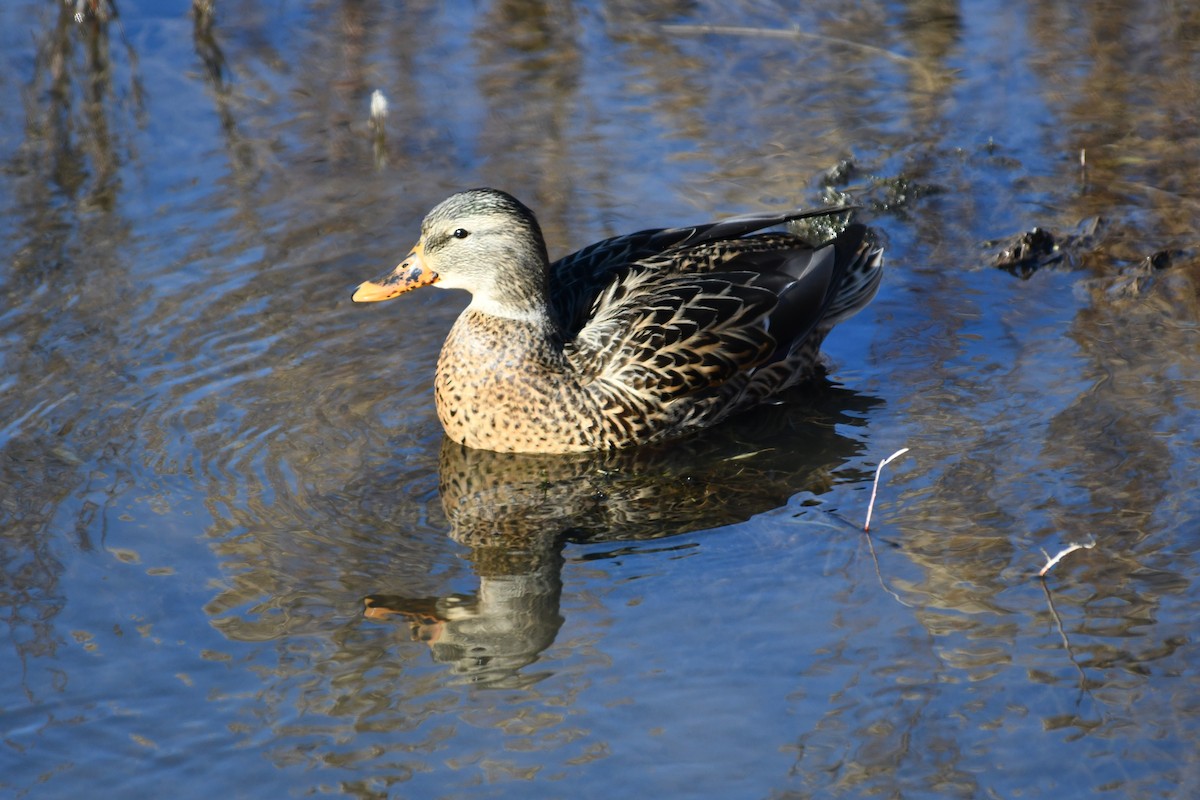 Mallard/Mexican Duck - ML645919459