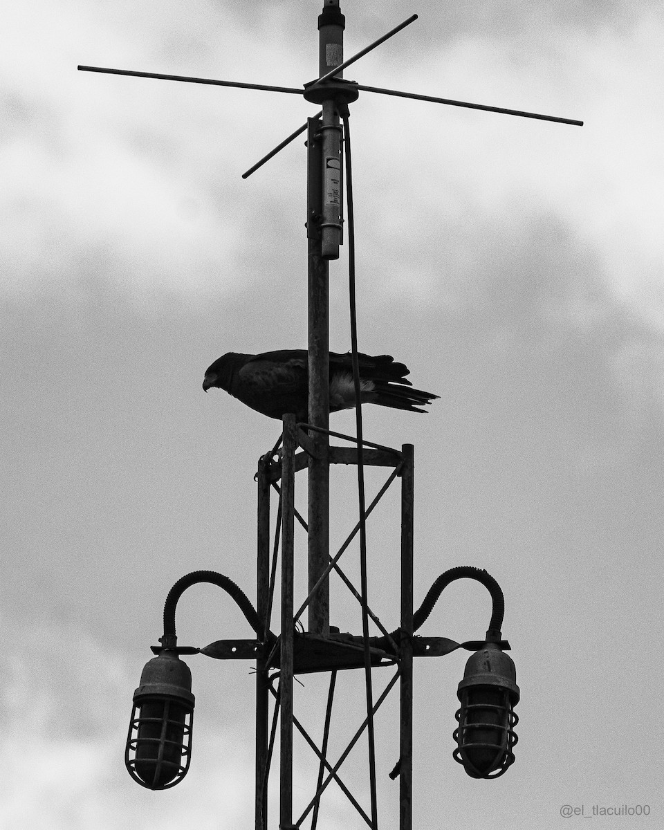 Harris's Hawk - ML645919462