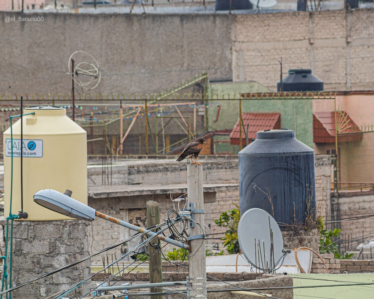 Harris's Hawk - ML645919463