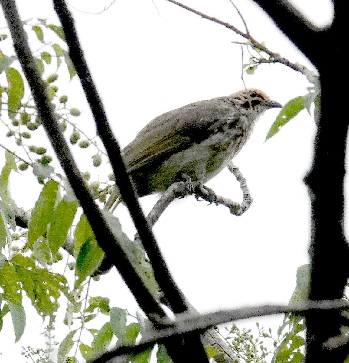 Рыжеголовый бюльбюль - ML645919464