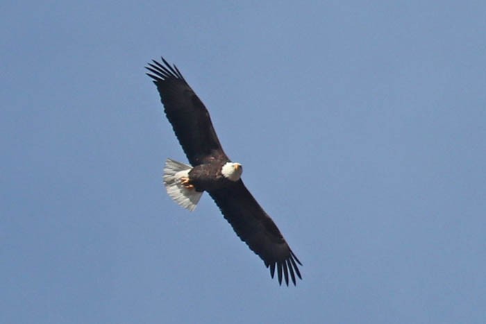 Bald Eagle - ML645919465