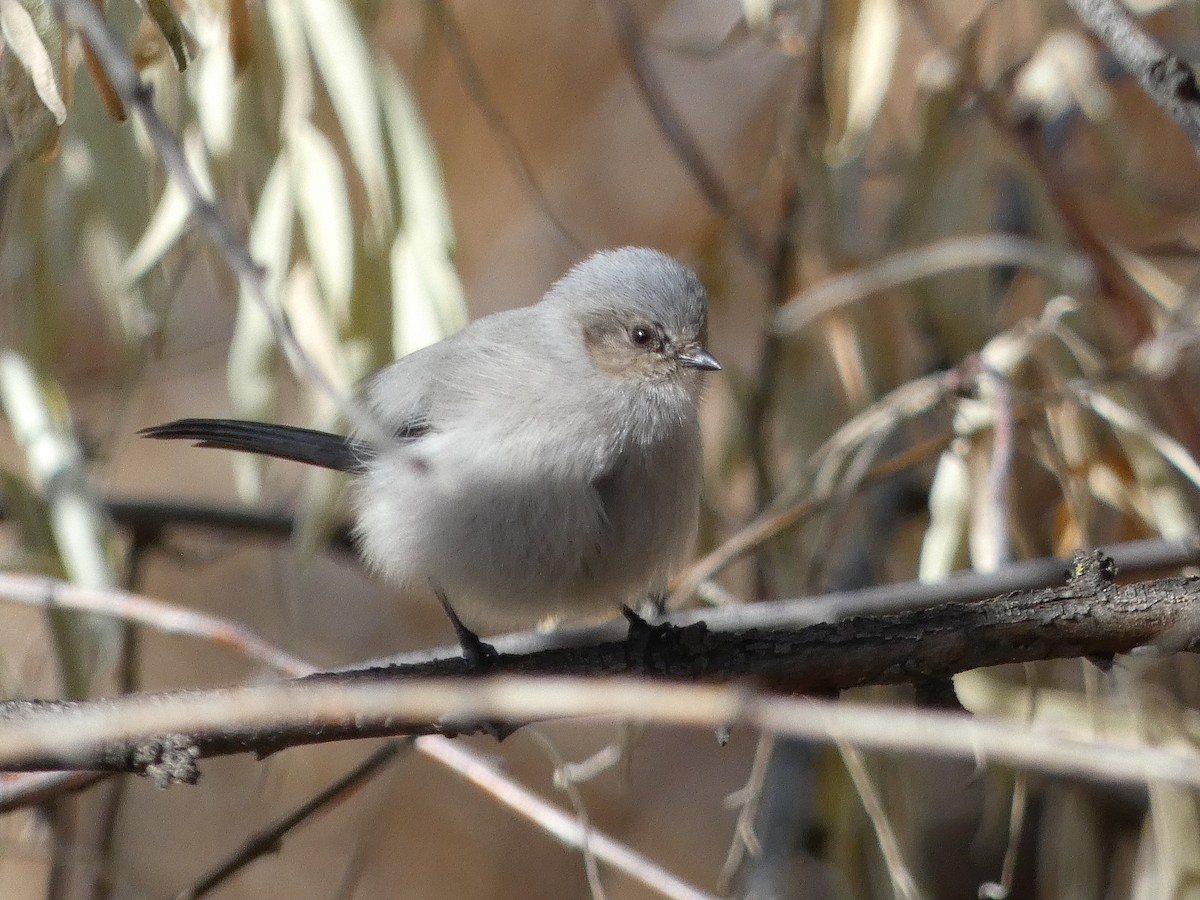 Bushtit - ML645919467