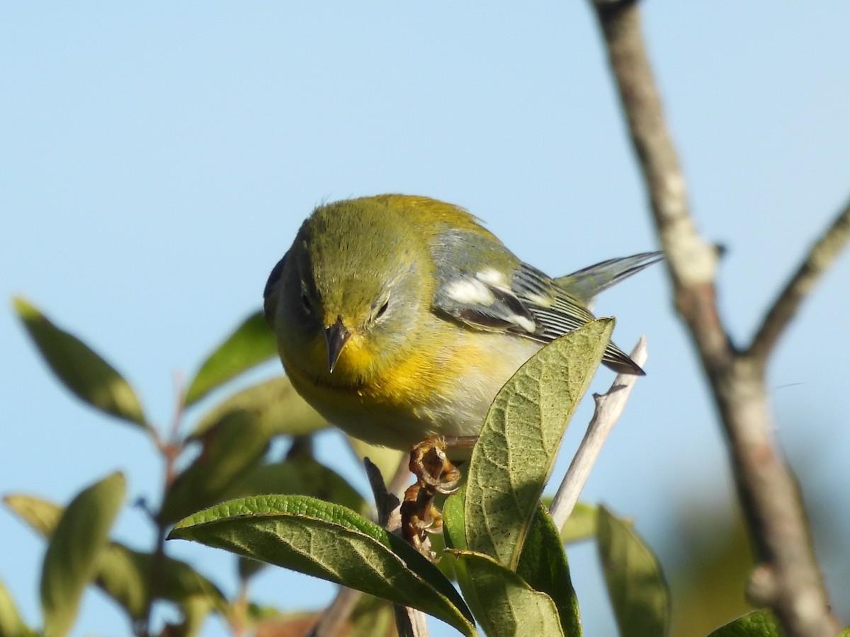 Kuzeyli Parula - ML645919468