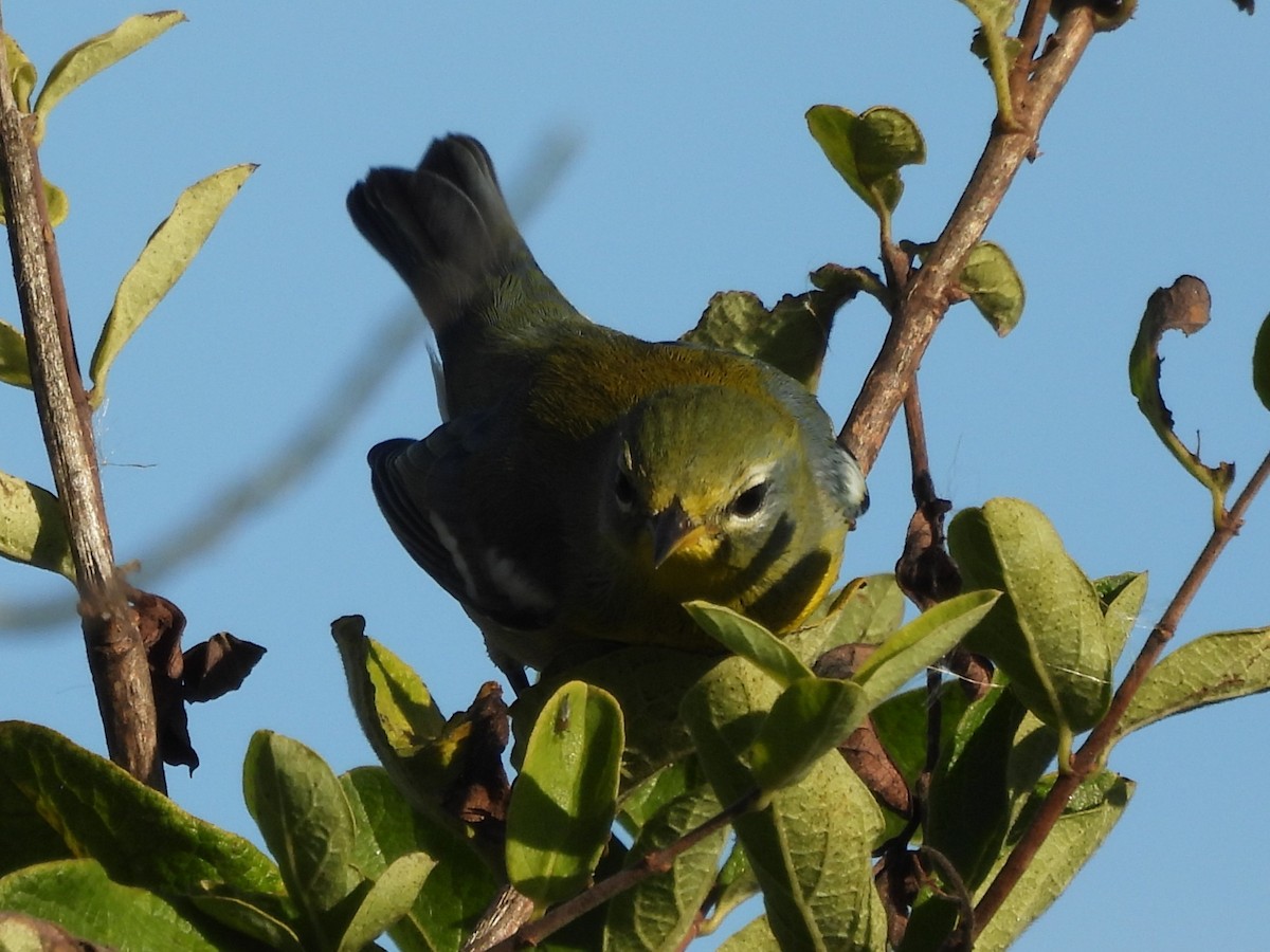 Kuzeyli Parula - ML645919469