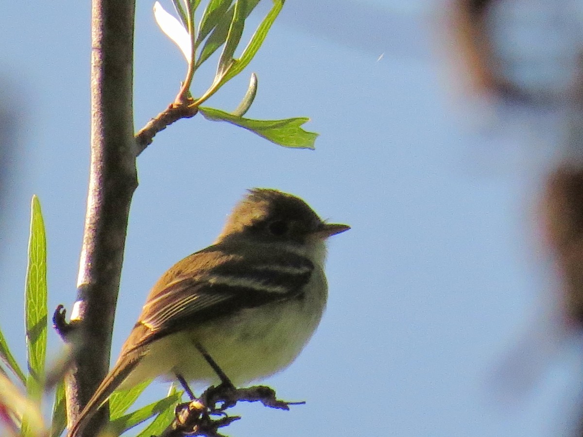 Least Flycatcher - ML645919472