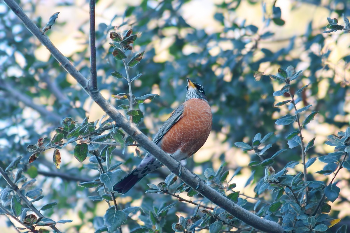 American Robin - ML645919473