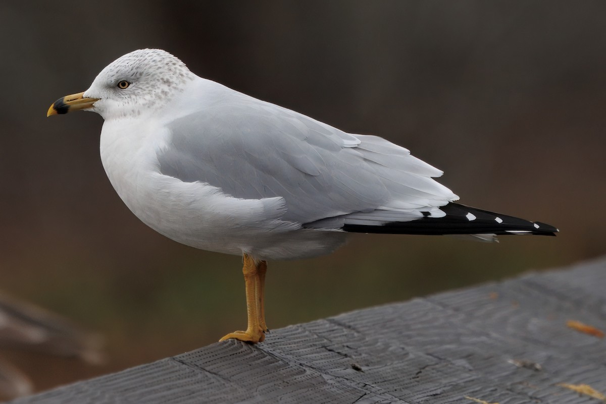 Ring-billed Gull - ML645919474