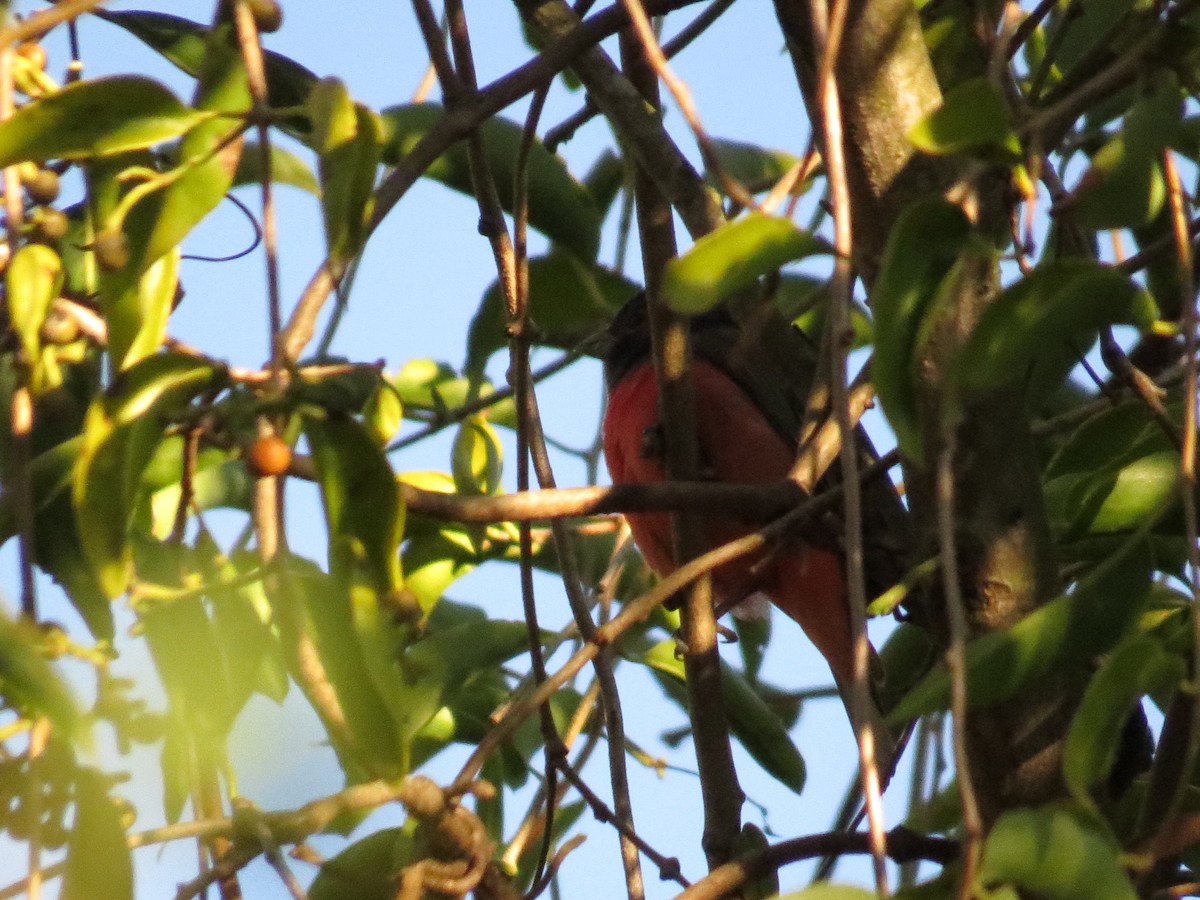 Painted Bunting - ML645919477