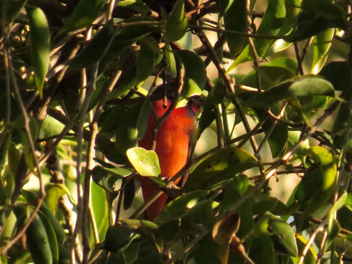 Painted Bunting - ML645919478
