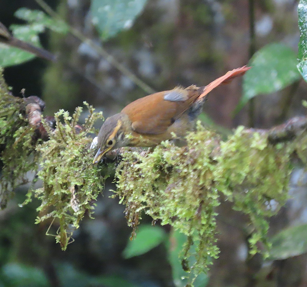 Scaly-throated Foliage-gleaner - ML645919479