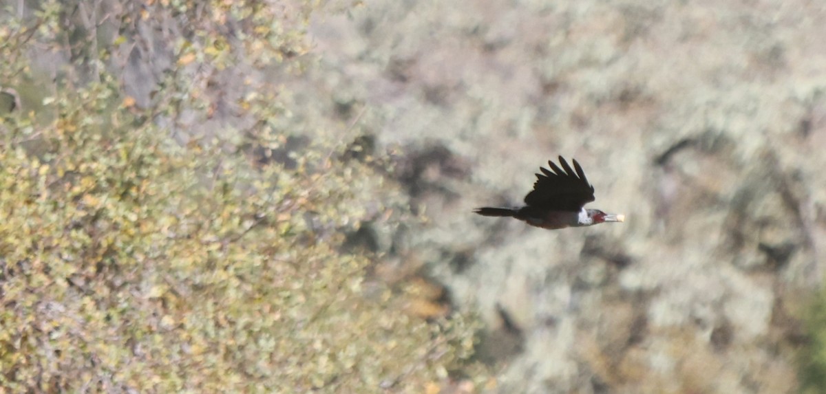 Lewis's Woodpecker - ML645919480