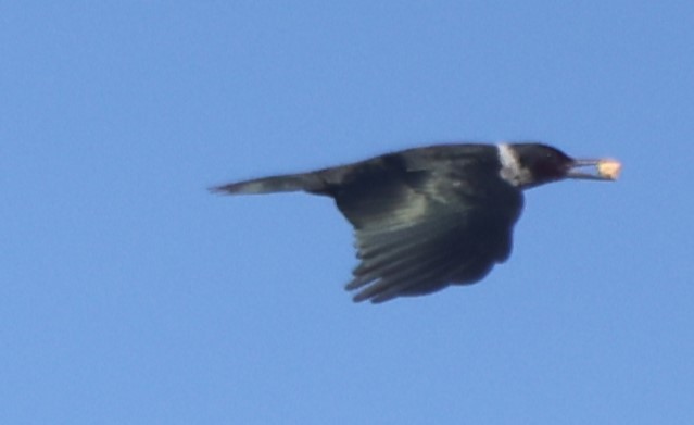 Lewis's Woodpecker - ML645919483