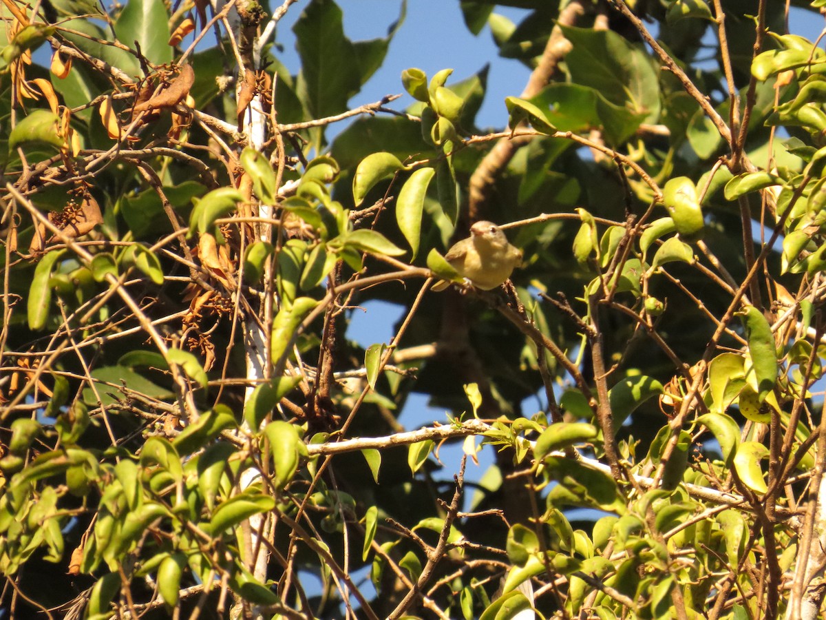 Eastern/Western Warbling Vireo - ML645919486