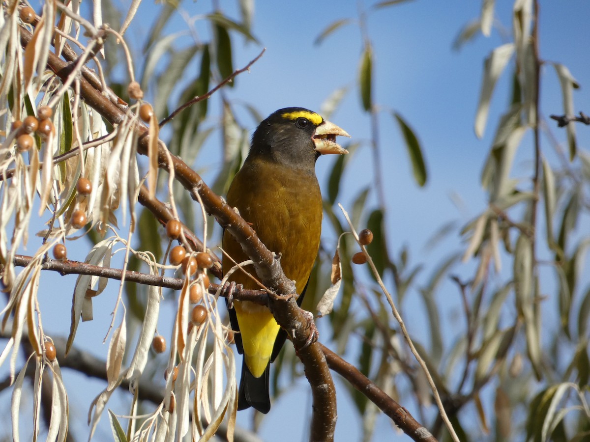 Evening Grosbeak - ML645919487