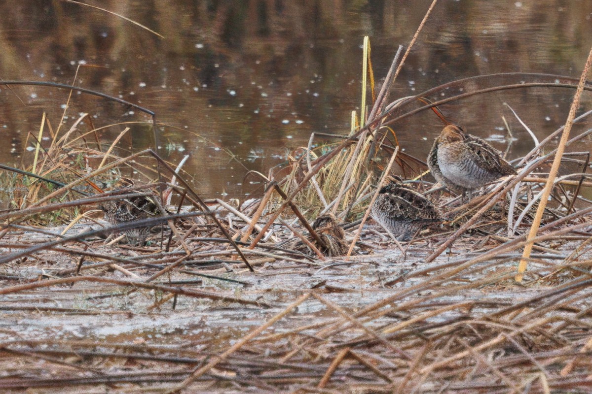 Wilson's Snipe - ML645919494