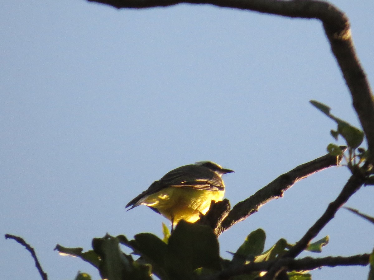 Sosyal Tiran - ML645919495