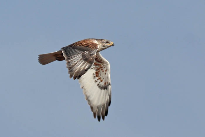 Ferruginous Hawk - ML645919497