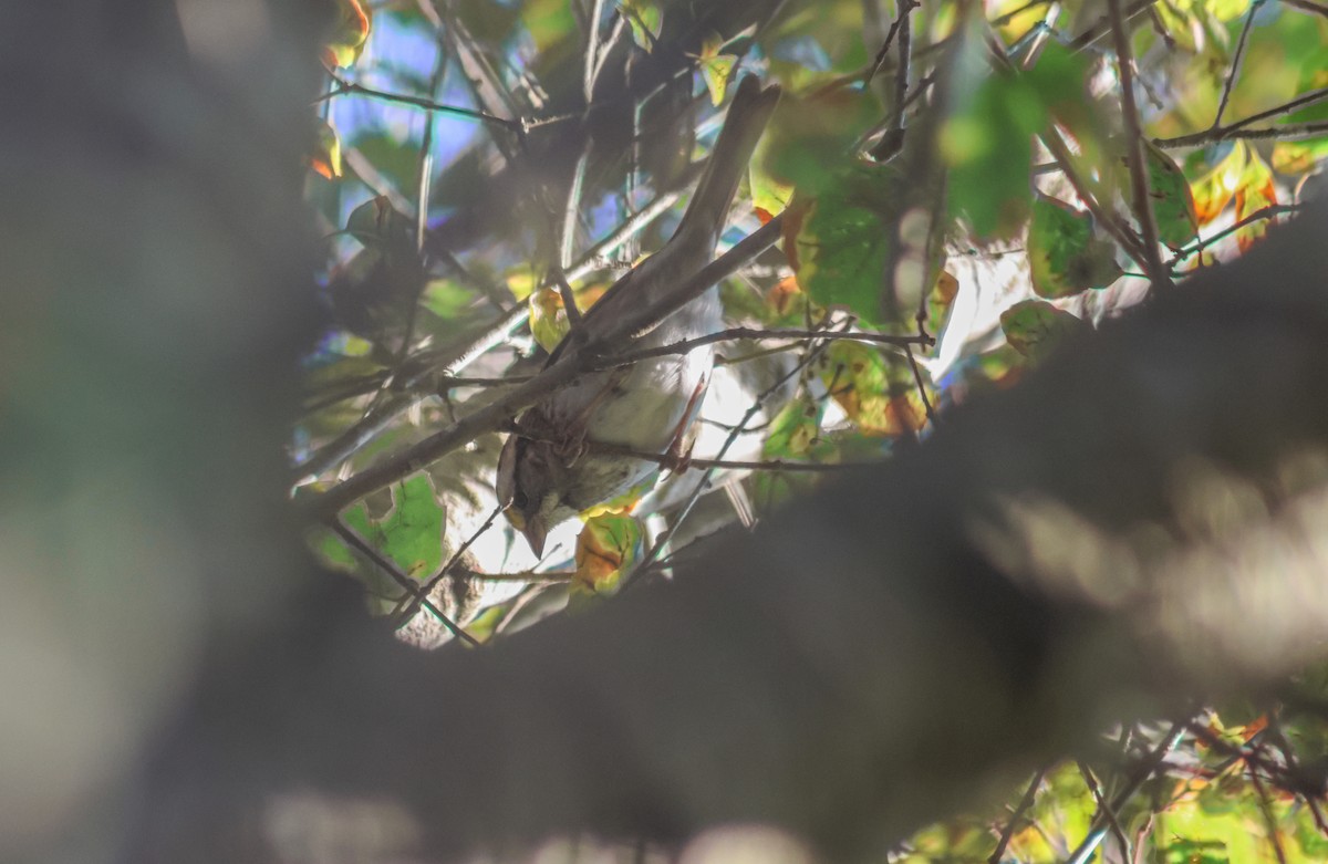White-throated Sparrow - ML645919506