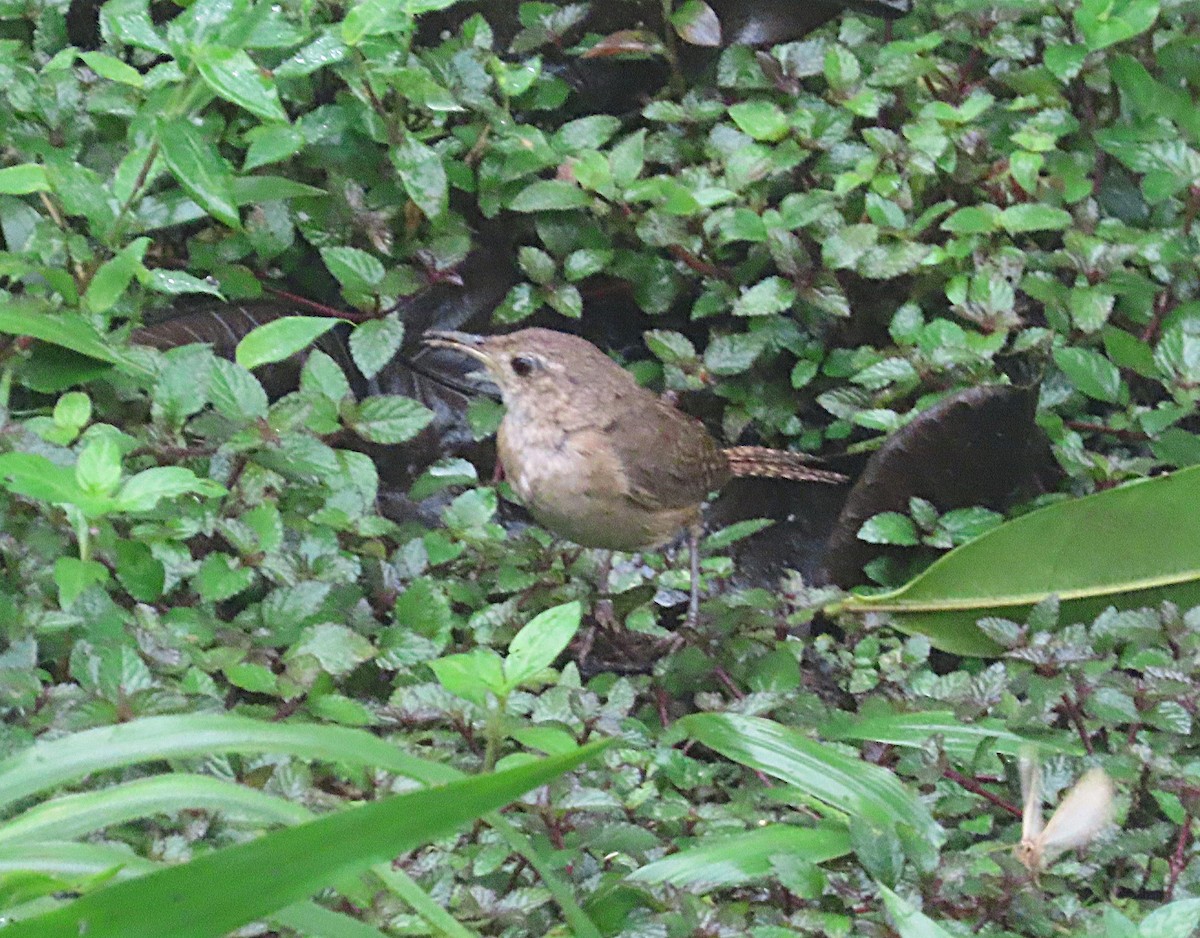 Southern House Wren - ML645919508