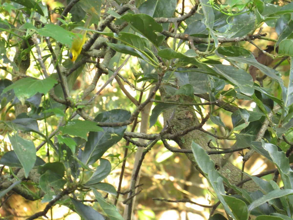 Wilson's Warbler - ML645919509