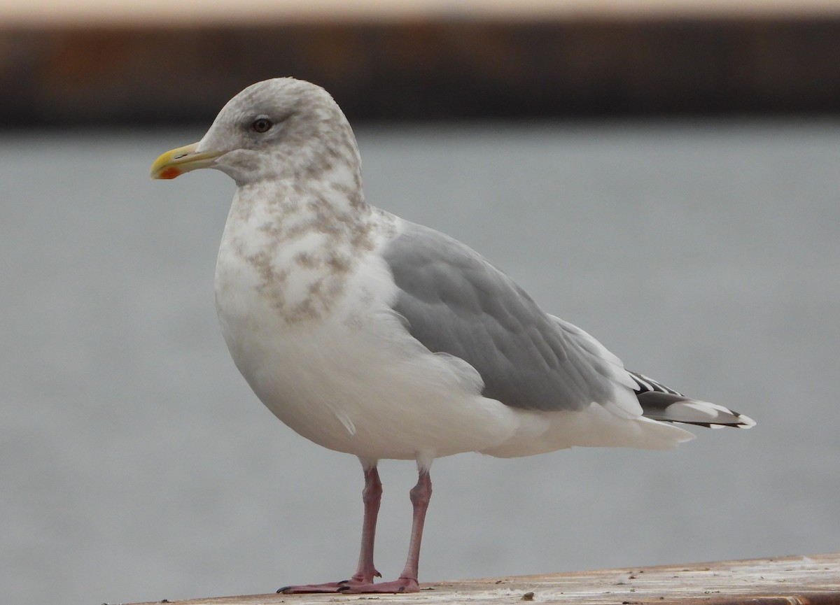 Iceland Gull (Thayer's) - ML645919511