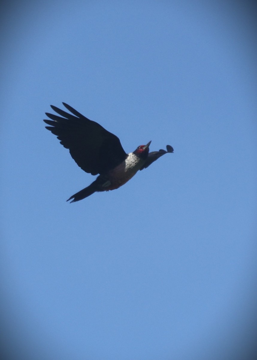 Lewis's Woodpecker - ML645919514