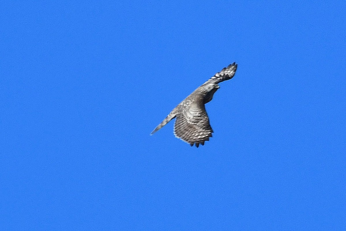 Sharp-shinned Hawk - ML645919516