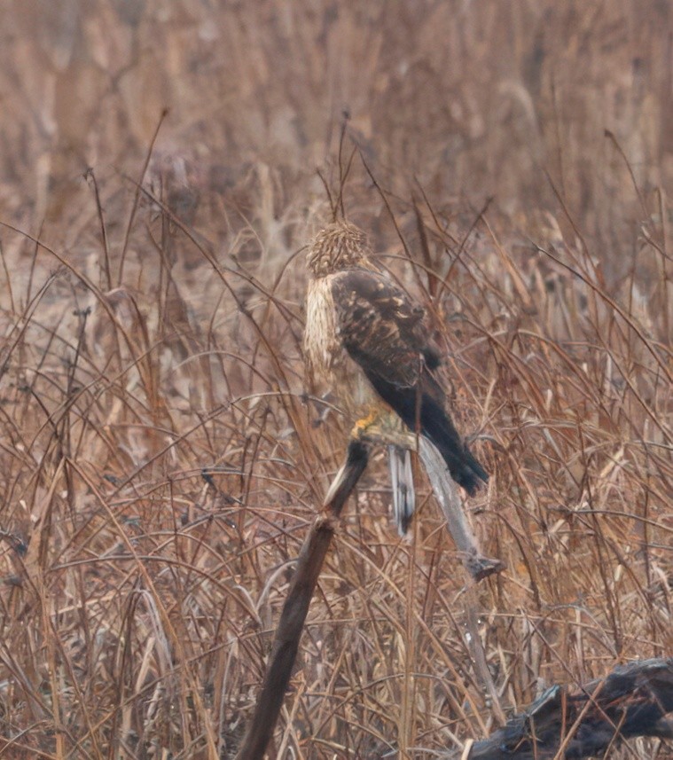 Northern Harrier - ML645919519