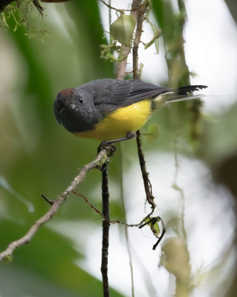 Чернітка чорногорла - ML645919520