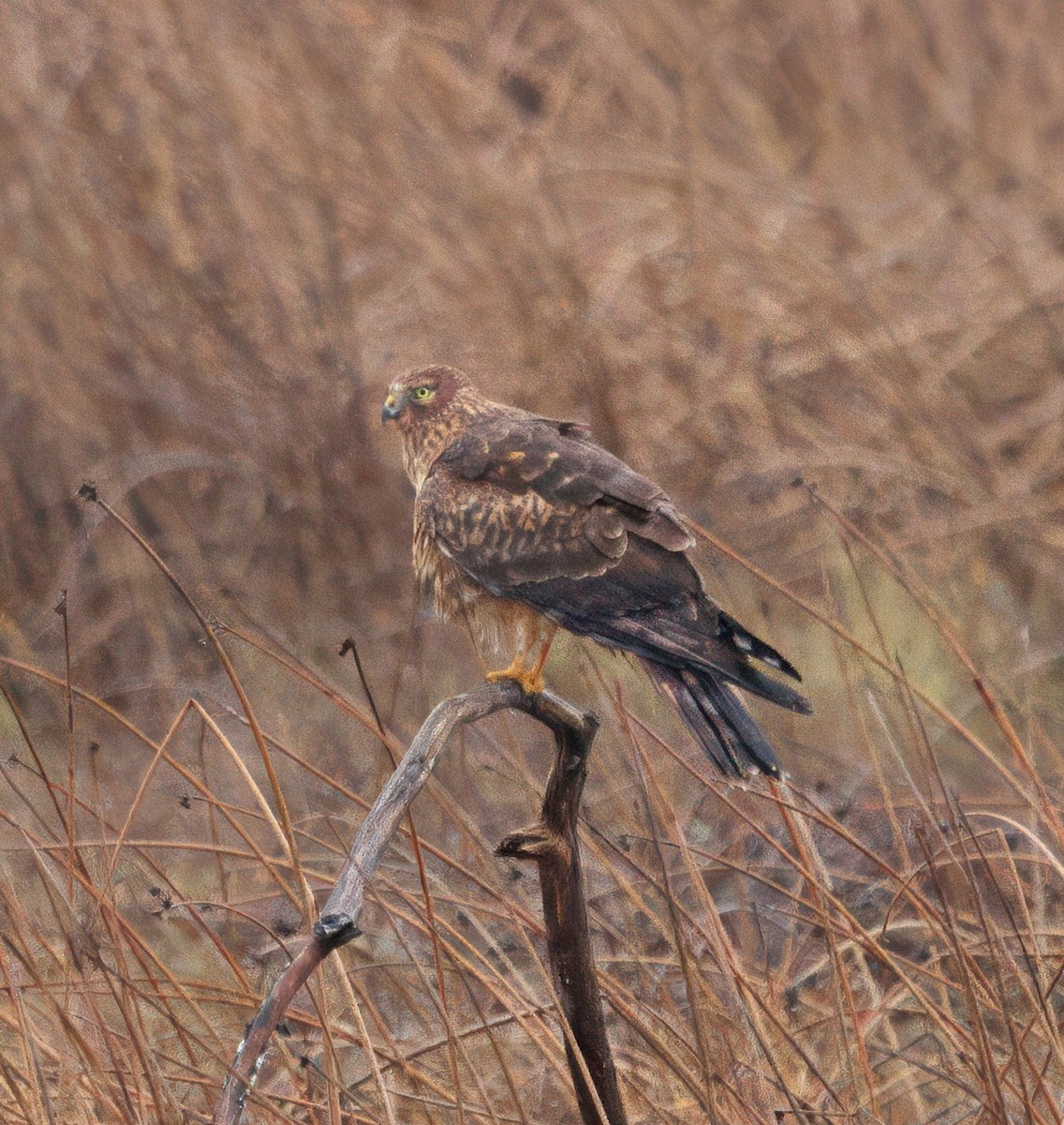 Northern Harrier - ML645919521
