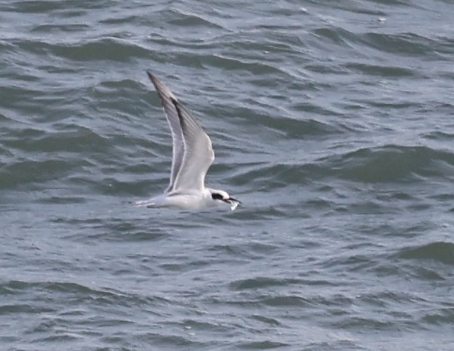 メリケンアジサシ - ML645919531