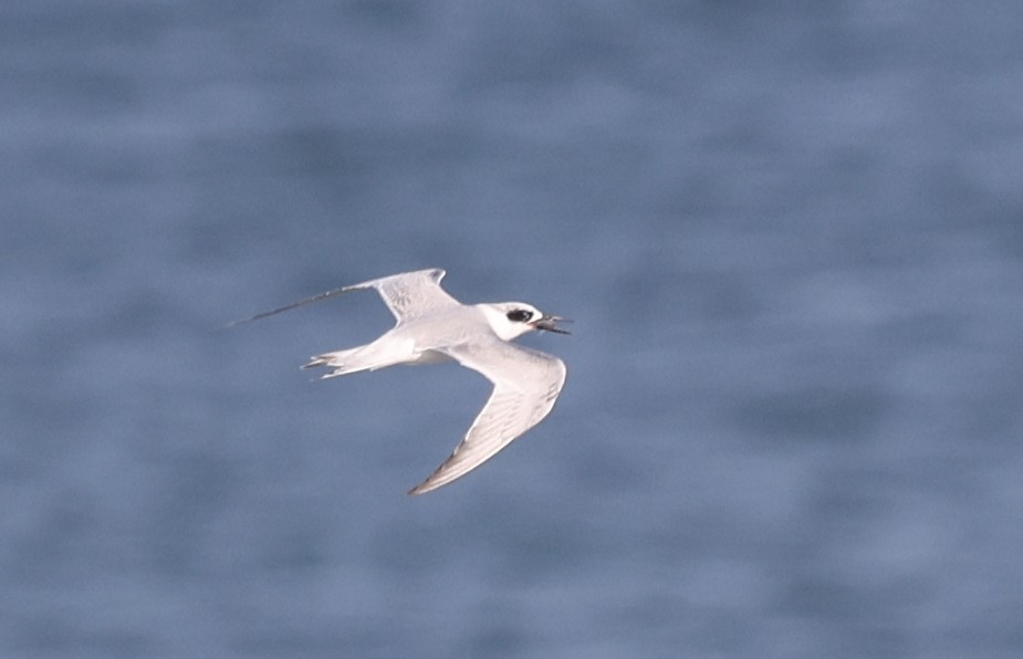 メリケンアジサシ - ML645919532