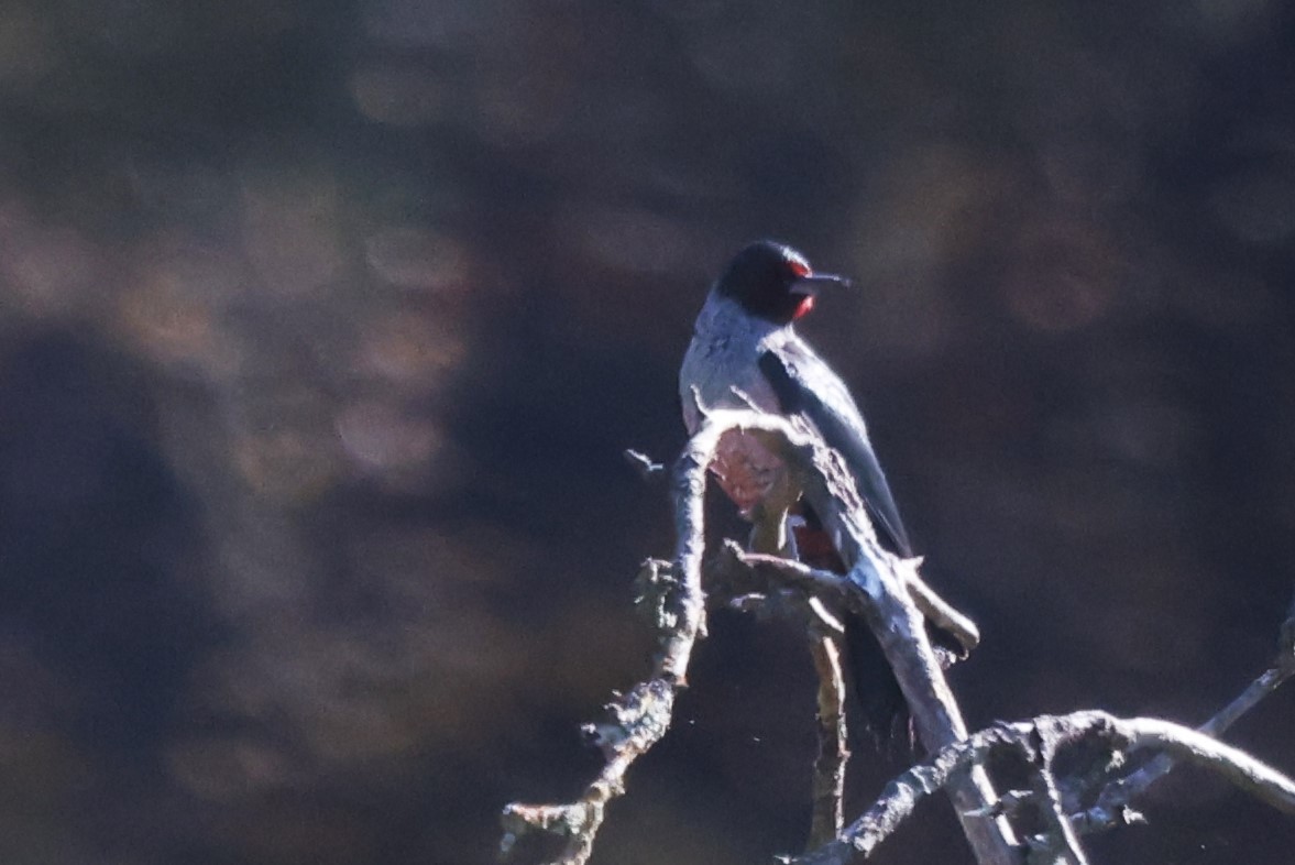 Lewis's Woodpecker - ML645919533